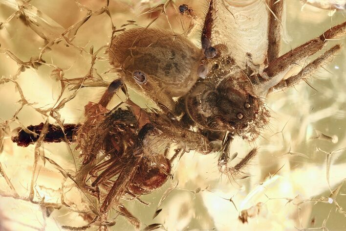 Beautifully Detailed Fossil Spider with Ant Prey In Baltic Amber #367279